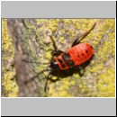 Pyrrhocoris apterus - Feuerwanze 03a Larve - Garten.jpg